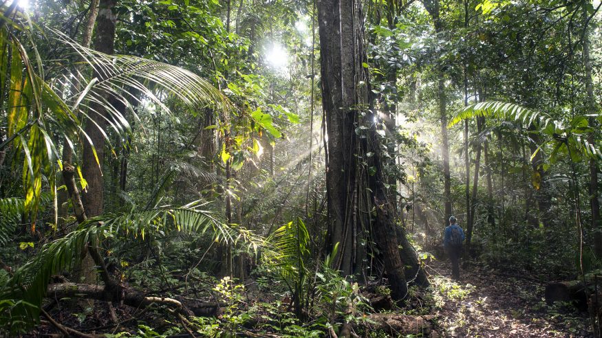 Manu Wildlife Center