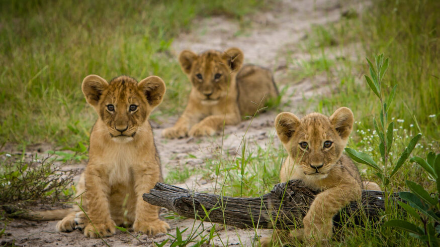 Three lions cubs at play, Okavango Delta