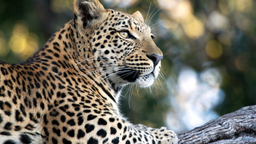 A wild leopard spotted on the Okavango Delta in Botswana.
