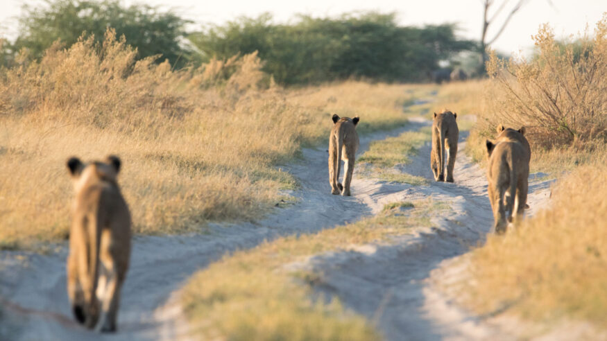Pride of lions making their way to the waterhole. They must have sensed that the pride were about to stumble upon the fresh carcass of a massive elephant bull!

Photographed him in Savuti. They are part of the elephant eating marsh pride that were featured in the BBC documentary called 