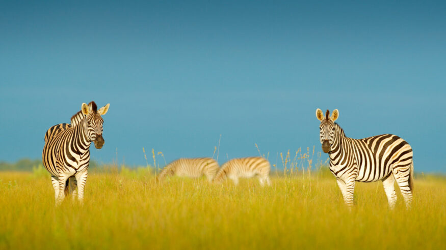 Zebra with blue storm sky. Burchell's zebra, Equus quagga burchellii, Nxai Pan National Park, Botswana, Africa. Wild animal on the green meadow. Wildlife nature.