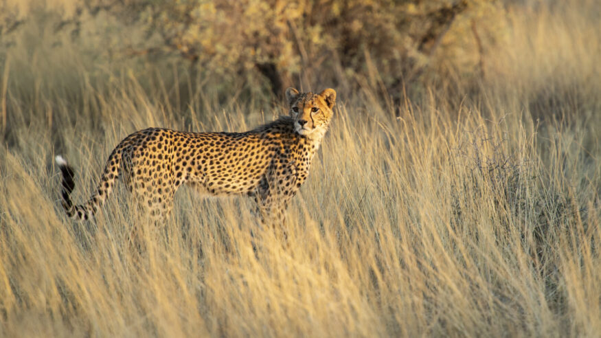 A young cheetah scanning the bush on a hunt in the Kalahari desert
