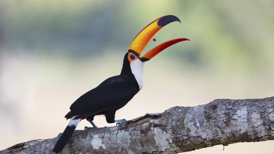 A Toco Toucan  (Ramphastos toco) perched on a branch tossing food into it's mouth, against a blurred natural background, Pantanal, Brazil