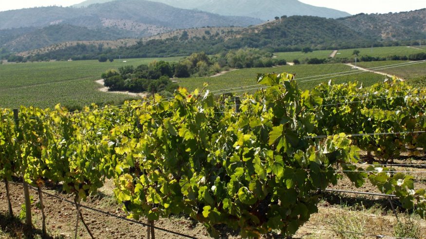 Casablanca Wine Valley