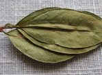 Coca leaves