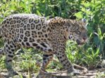 A close-up of a large jaguar walking along a lush, green forested riverbank in the Pantanal of Brazil.