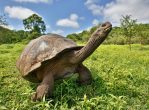 Galapagos tortoise_Photo by Max Aliaga