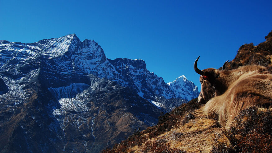 Yak on the Everest Trail
