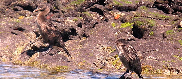 Flightless Cormorants on the Island of Fernandina - galapagos tours - south america travel - vaya adventures