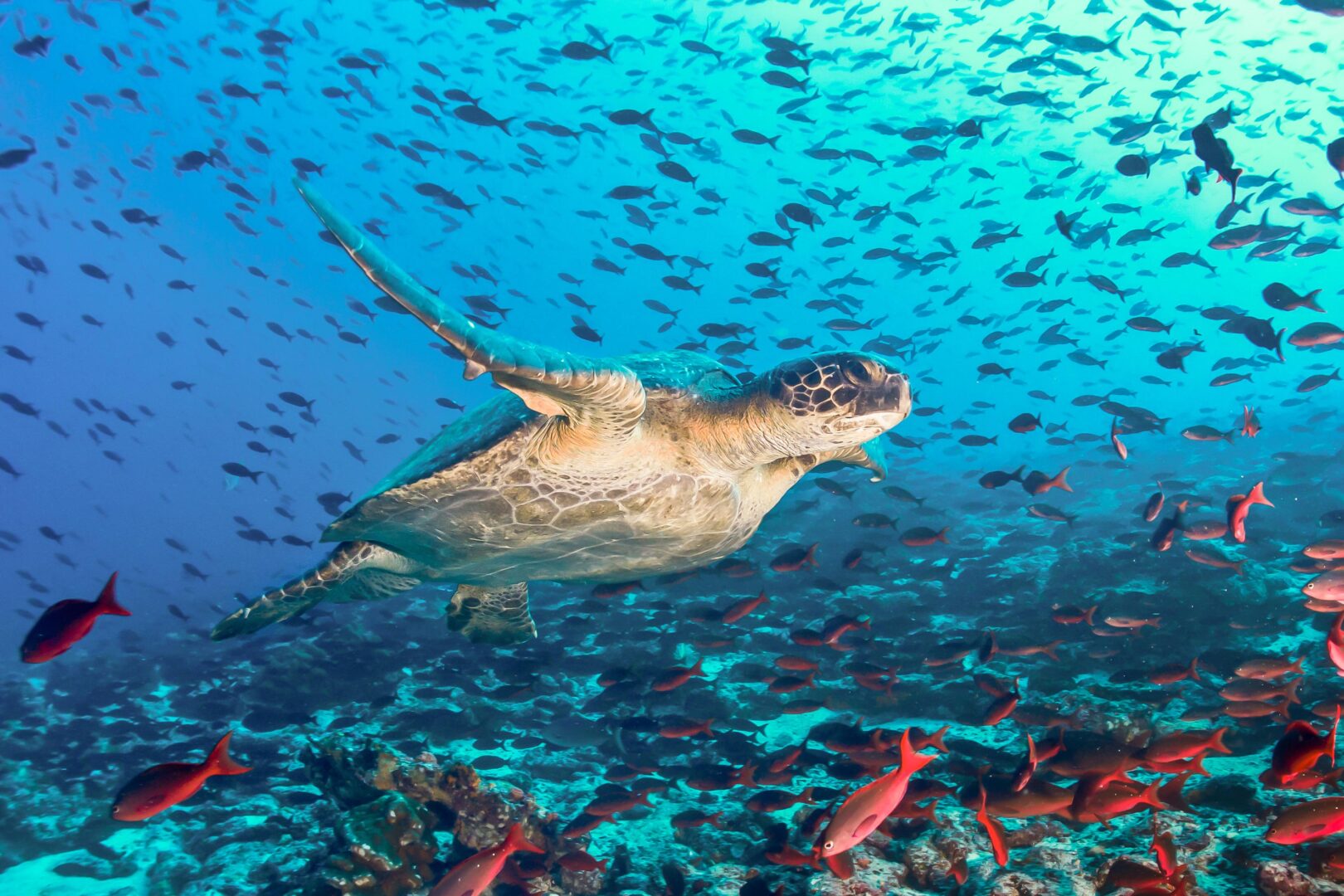 See amazing wildlife, like this sea turtle, on your Galapagos Islands cruise