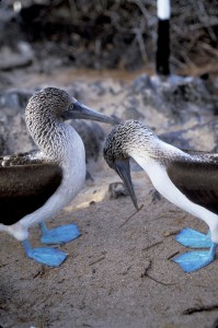 Galapagos blue-footed boobies