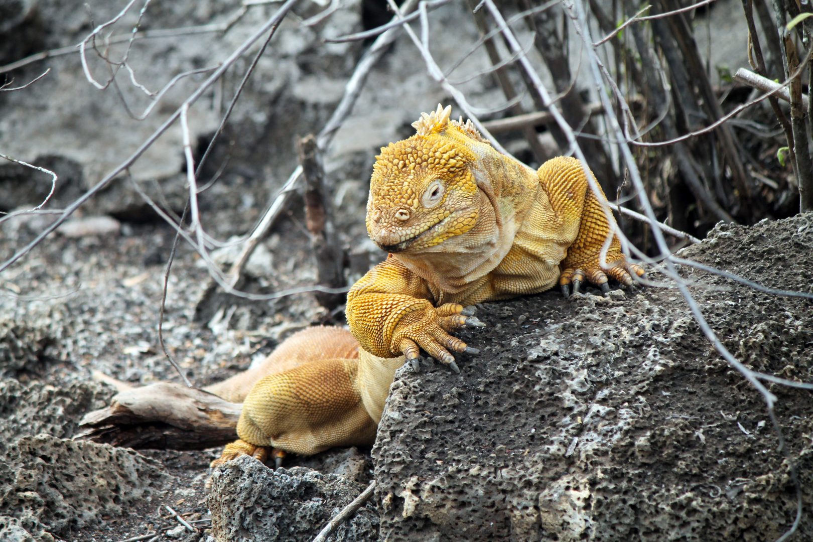 Galapagos Land Iguana