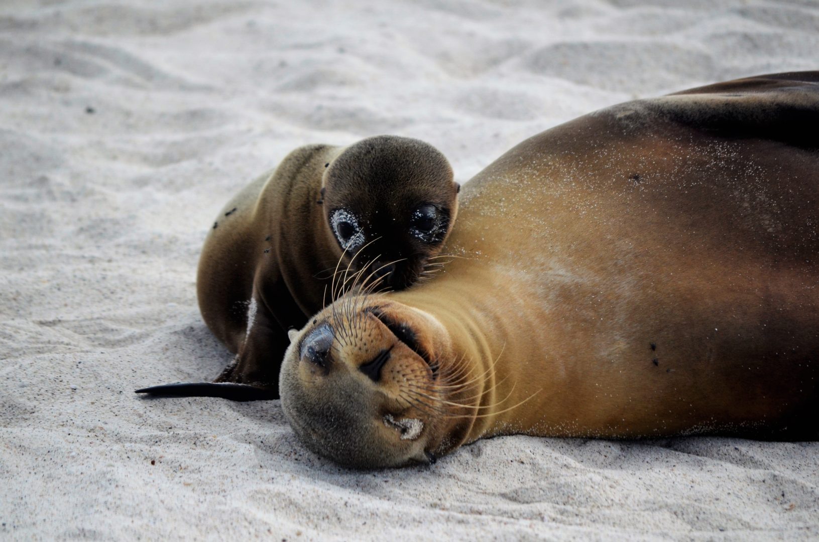 <br />
<b>Warning</b>:  Undefined variable $itinerary_title in <b>/home/vayaques/dev.vaya.quest/wp-content/themes/vaya-3.0-child/page-accommodation.php</b> on line <b>129</b><br />
