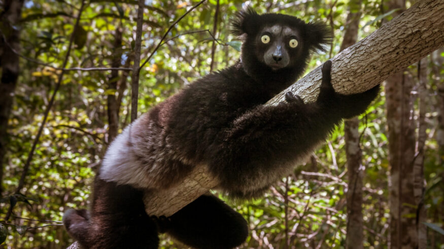 Indri indri, also called the babakoto,  is the largest lemurs of Madagascar