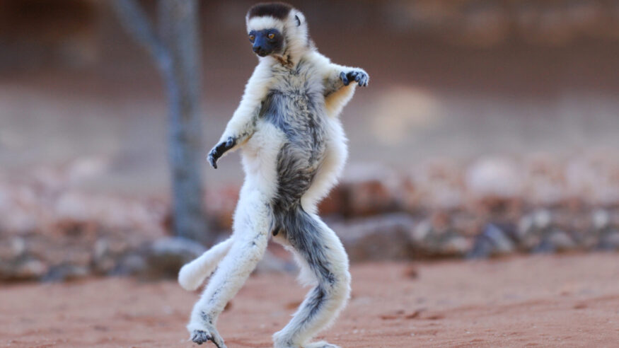 Verreaux's Sifaka (Propithecus verreauxi) dancing in the Berenty Nature Reserve, southern Madagascar