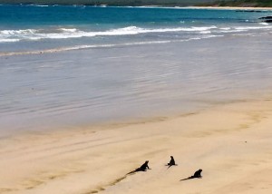 Marine Iguanas strolling the beach on Isabela