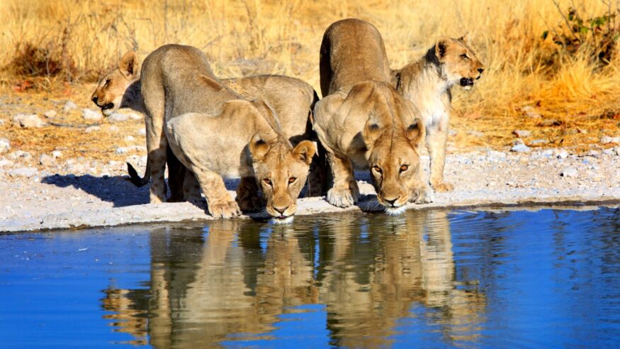 Pride of lions drinking from a waterhole in Etosha national park with early evening sunlight and lovely reflection in the water