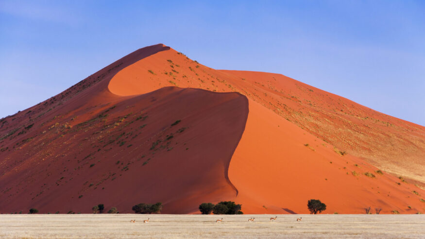 Herd of Springbok passing in front of a red dune in Sossusvlei, Namibia; Concept for traveling in Africa and Safari