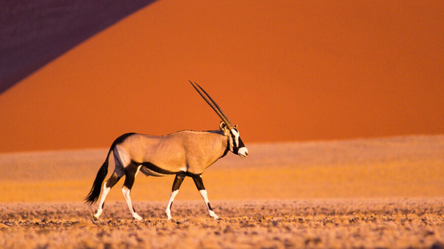 Profile of an Oryx in front of a sand dune in Sossusvlei, Namibia