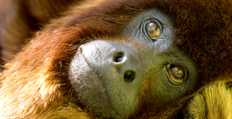 Machu Picchu & Manu Wildlife Center