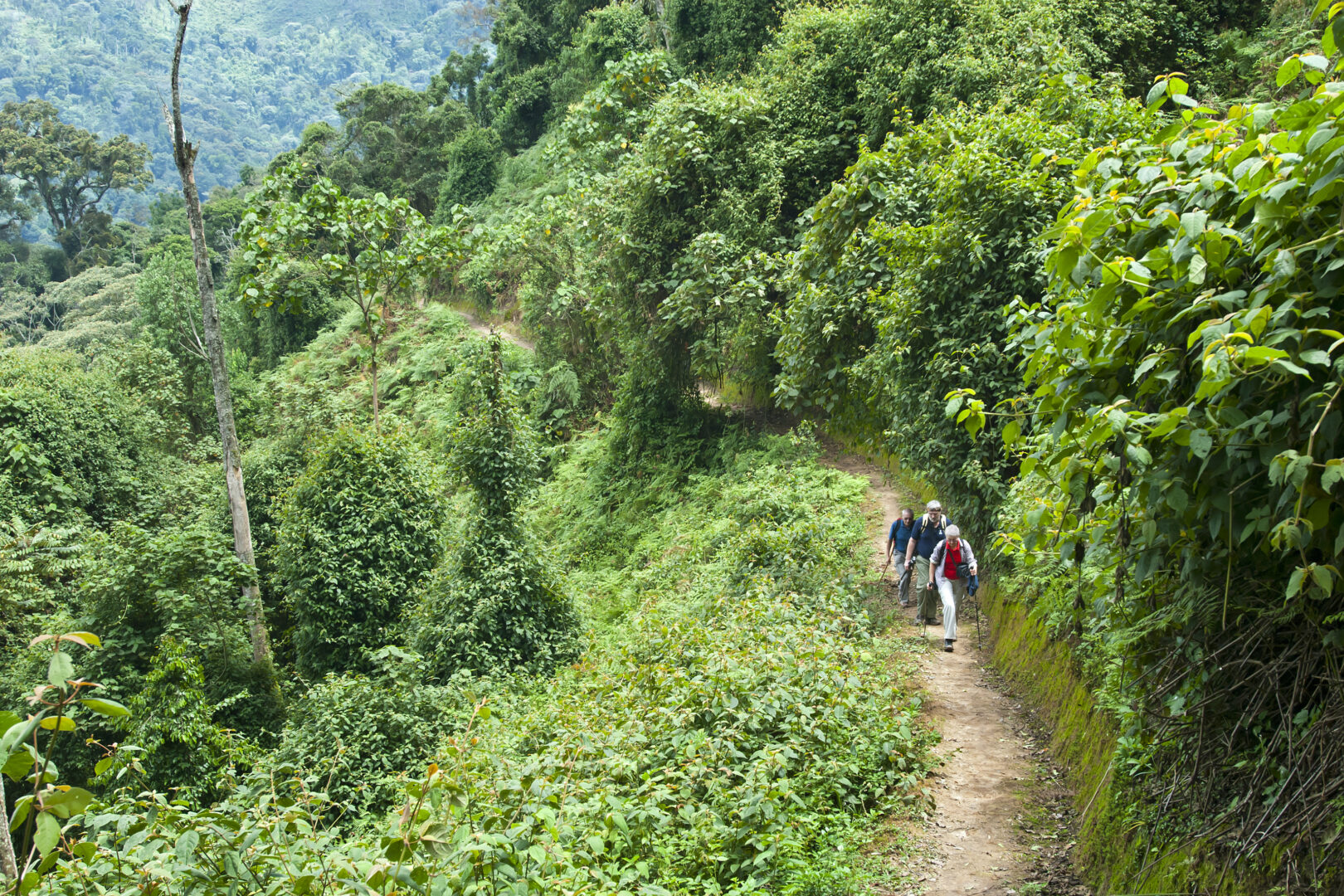 luxury hiking trips: Tourists are hiking through tropical cloud forest, Rwanda