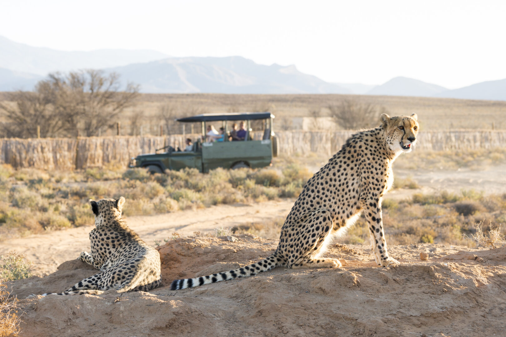 best family vacations: Cheetahs spotted on a game drive through the Karoo desert on the Western Cape in Africa
