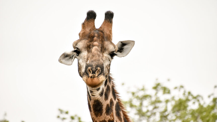 Giraffes viewed in the wild while on safari in Sabi Sands Game Reserve, South Africa.