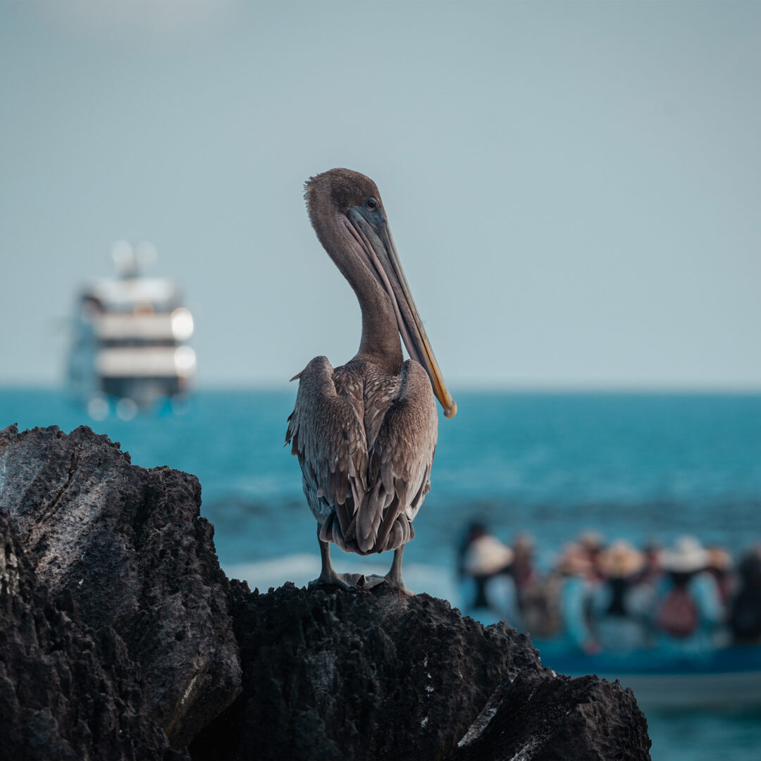 Galapagos Pelican with Boat in background