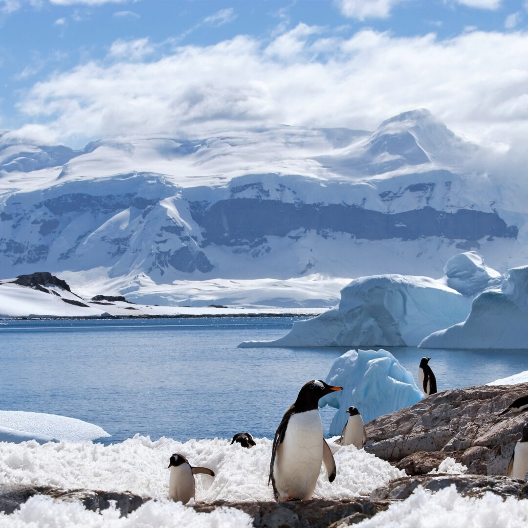 Antarctica Penguins with Snow and Icebergs