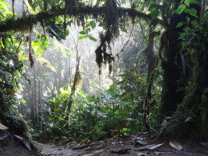 cloud forest
