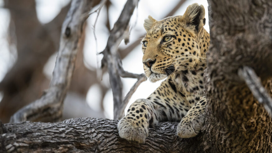 A young African leopard (Panthera pardus pardus) high up in a tree. wildlife. Moremi wildlife reserve, Okavango Delta, Botswana.