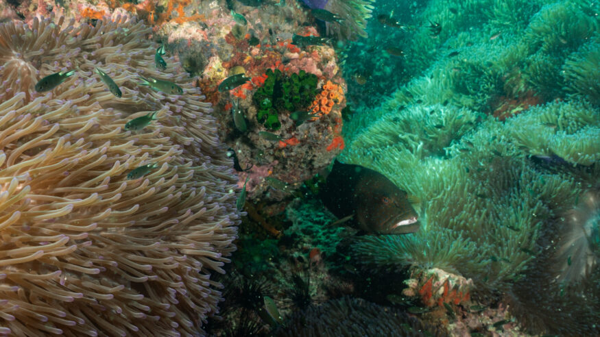 Sailrock trip october 2023 when out to sailrock trip for 2 dives . It was amazing visability