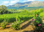Cape Winelands South Africa Wine Tour