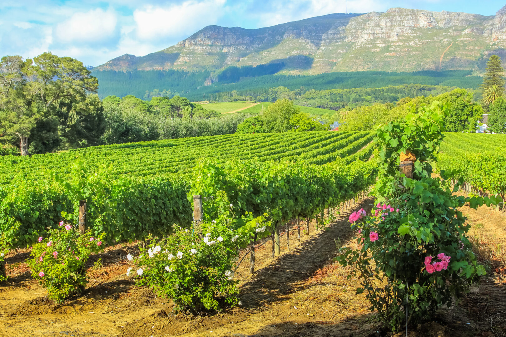 Cape Winelands South Africa Wine Tour