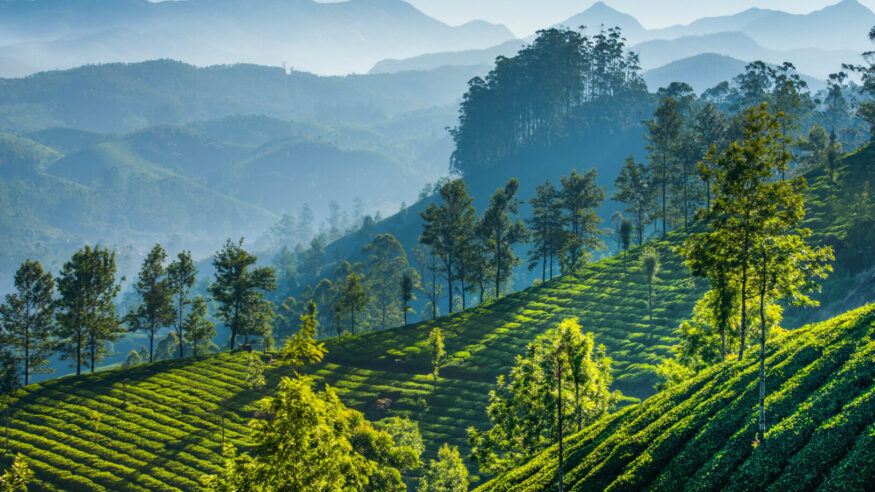 Green tea plantations in the mountains of Munnar