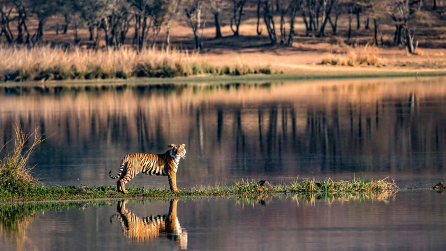 A Bengal Tiger in Ranthambore National Park 