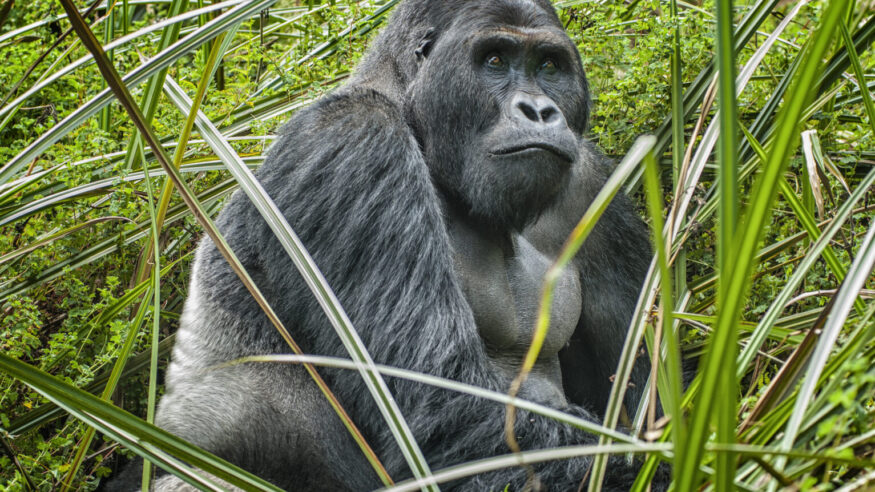 Silverback (dominant male)  Eastern Lowland Gorilla (gorilla beringei graueri).  Location: Kahuzi Biega National Park, South Kivu, DR Congo, Africa. Shot in wildlife.