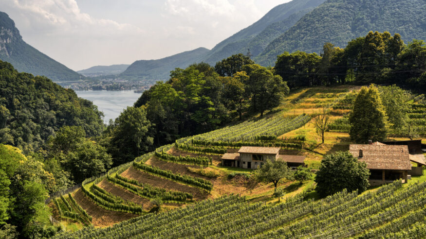 Arogno, Switzerland - June 26, 2016: Vineyard along the road between Maroggia and Arogno (Ticino, Switzerland) at summer
