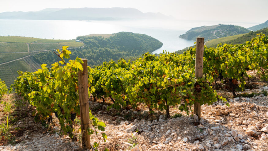 Vineyard on the mountain. Wine making industry