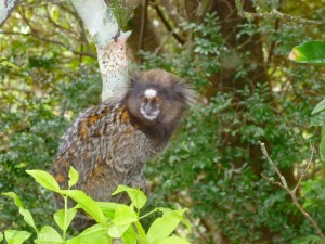 Marmoset