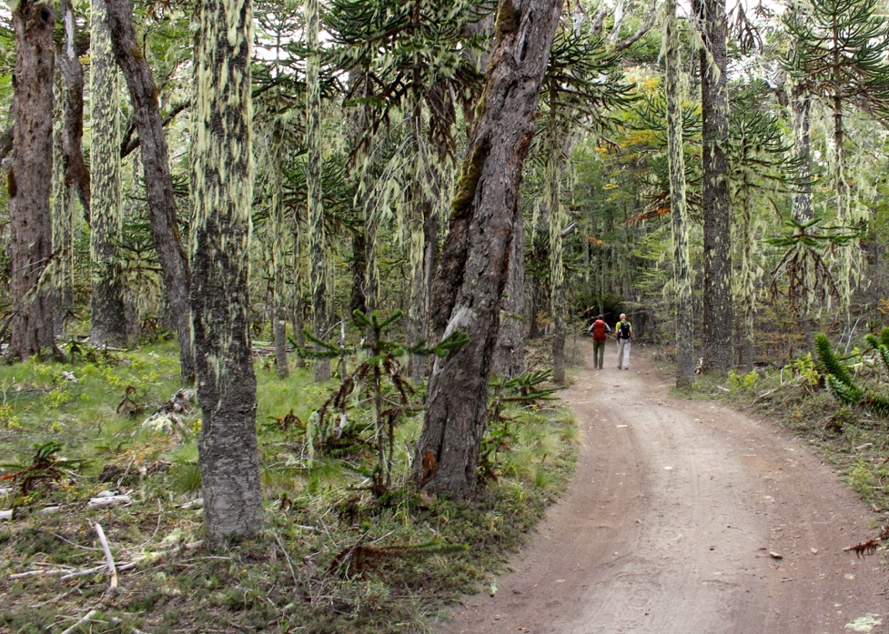 Hiking through an Araucaria Forest