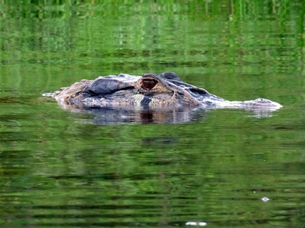 Caiman