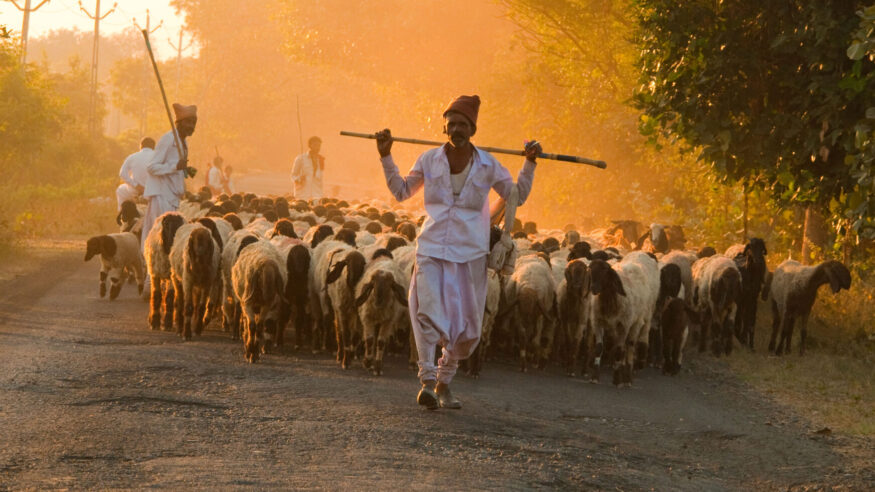 Indian shepherd 