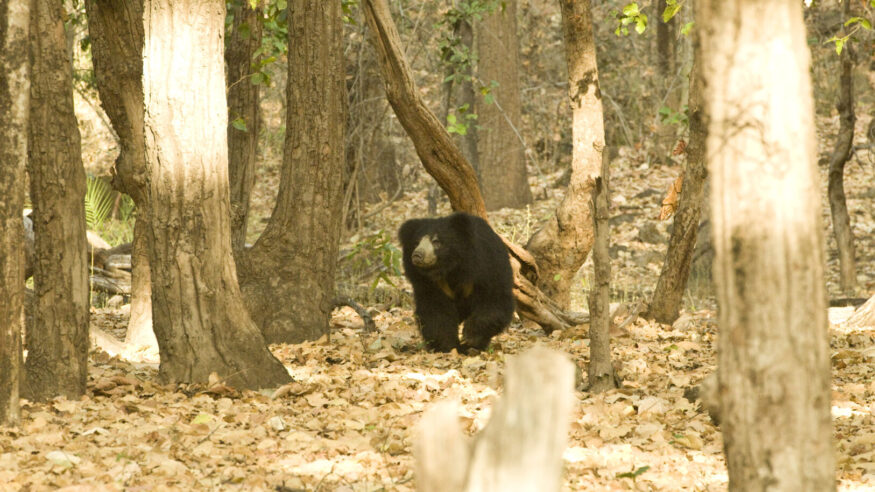 Sloth Bear