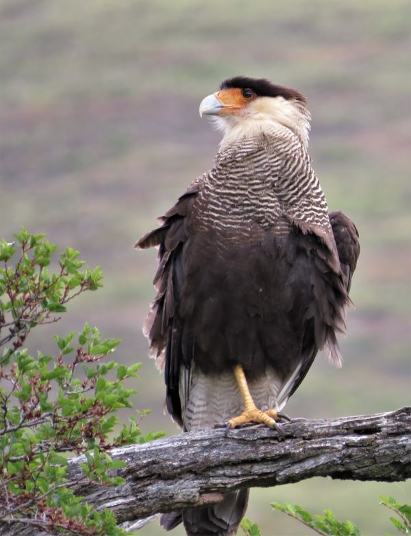 A portrait of a Southern Crested Caracara in Patagonia.