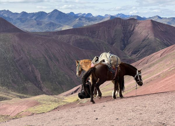 Two horses at rest overlooking a reddish mountainscape in Peru